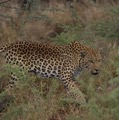 IMG_3508.JPG.jpg