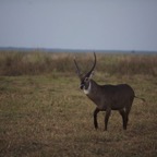 Mozambique 1974.jpg