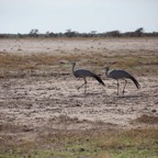 Namibi 3953.jpg