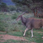 Namibi 4097.jpg