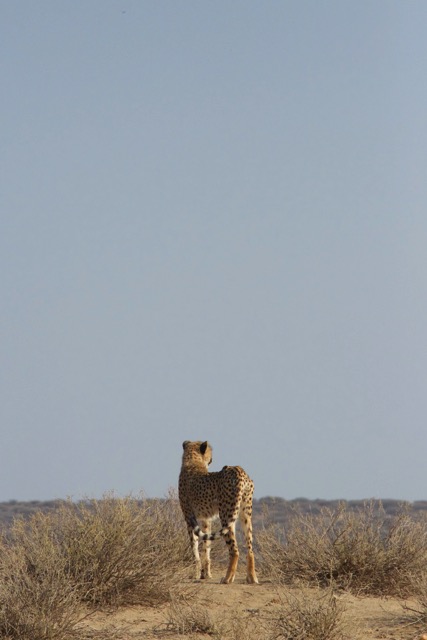 Loading Image