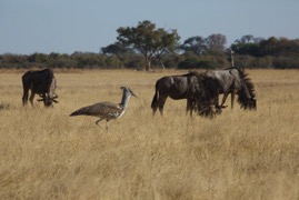 afrika2017 4499.jpg