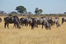 afrika2017 4500.jpg